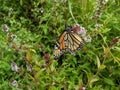 Monarch butterfly garden Royalty Free Stock Photo