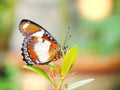 Monarch butterflys in the garden