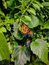 Monarch butterfly getting ready to spread it's wings Royalty Free Stock Photo