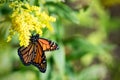 Monarch Butterfly on Goldenrod plant