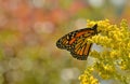 Monarch butterfly on goldenrod Sheldon Lookout Humber Bay Shores Park