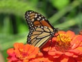 Monarch Butterfly in the Green Garden During August Royalty Free Stock Photo