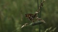 Monarch butterfly on green grass stem. Creative. Close up of an insect in the meadow on a blurred green field background Royalty Free Stock Photo