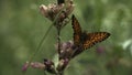 Monarch butterfly on green grass stem. Creative. Close up of an insect in the meadow on a blurred green field background Royalty Free Stock Photo