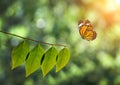 Monarch butterfly and green leaf on sunlight in nature