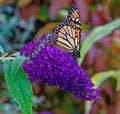 Monarch butterfly on groovy grape butterfly bush flowers