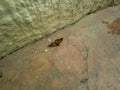 Monarch butterfly on the ground