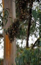 Monarch Butterfly Grove, Pismo Beach, California Royalty Free Stock Photo