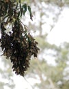 Monarch Butterfly Grove, Pismo Beach, California Royalty Free Stock Photo