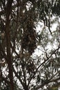 Monarch Butterfly Grove, Pismo Beach, California Royalty Free Stock Photo