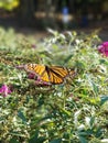 Monarch Butterfly Drinking From Butterfly Bush Flowers With Rocks - Danaeus Plexippus