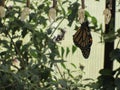 Monarch Butterfly hanging from a chrysalis or pupa Royalty Free Stock Photo