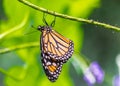 Monarch butterfly hanging on a green stem Royalty Free Stock Photo