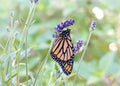 Monarch butterfly hanging from purple lavender flower Royalty Free Stock Photo