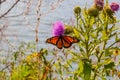 Monarch butterfly hanging on thistle flower with lake background