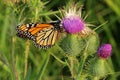 Monarch butterfly on thistle