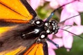 Monarch Butterfly Head and Thorax Closeup