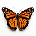 Monarch Butterfly In High-key Lighting: A Stunning Aerial View Royalty Free Stock Photo