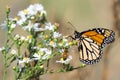 Monarch Butterfly, Honey Bee, and White Flowers Royalty Free Stock Photo