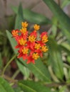 Monarch butterfly host plant in bloom Royalty Free Stock Photo