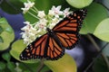 Monarch Butterfly on Hoya Flower Royalty Free Stock Photo