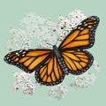 Monarch Butterfly illustration drawn in pen with digital color