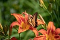 Monarch Butterfly Inside Of Flower