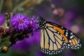 Monarch butterfly on ironweed an ecologically important plant that attracts bees and butterflies.