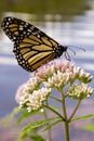 Monarch Butterfly on Joe Pye Weed Royalty Free Stock Photo