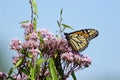 Monarch Butterfly on Joe Pye Weed 701804