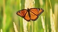 Monarch Butterfly in July
