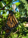 A monarch butterfly just emerged from its chrysalis in a garden