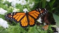 Monarch butterfly just released from its chrysalis