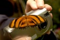 A monarch butterfly land on a camera trying to take a picture of it.