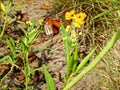 butterflies and wildflowers Royalty Free Stock Photo