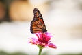 Monarch butterfly landing on red-pink zinnia against blurred bokeh background Royalty Free Stock Photo