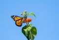 Monarch butterfly on Lantana flower in bright sunlight Royalty Free Stock Photo