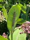 Monarch butterfly larva on common milkweed Royalty Free Stock Photo