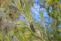 Monarch Butterfly Lavae Royalty Free Stock Photo