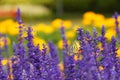 Monarch Butterfly on the Lavender in Garden Royalty Free Stock Photo