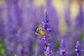Monarch Butterfly on the Lavender in Garden Royalty Free Stock Photo