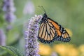 Monarch Butterfly on lavender Hyssop flower Royalty Free Stock Photo