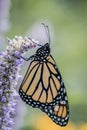 Monarch Butterfly on lavender Hyssop flower portrait Royalty Free Stock Photo