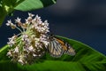 Monarch Butterfly laying an egg on a common milkweed plant. Royalty Free Stock Photo