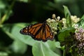 Monarch Butterfly laying an egg on a common milkweed plant. Royalty Free Stock Photo