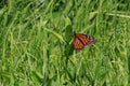 Monarch Butterfly laying an egg on a common milkweed plant. Royalty Free Stock Photo