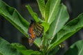 Monarch Butterfly laying an egg on the underside of a common milkweed leaf. Royalty Free Stock Photo