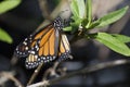 Monarch Butterfly Laying Eggs Royalty Free Stock Photo