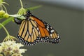 A monarch butterfly laying eggs on a milkweed plant