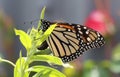 Monarch butterfly laying eggs on swan plant Royalty Free Stock Photo